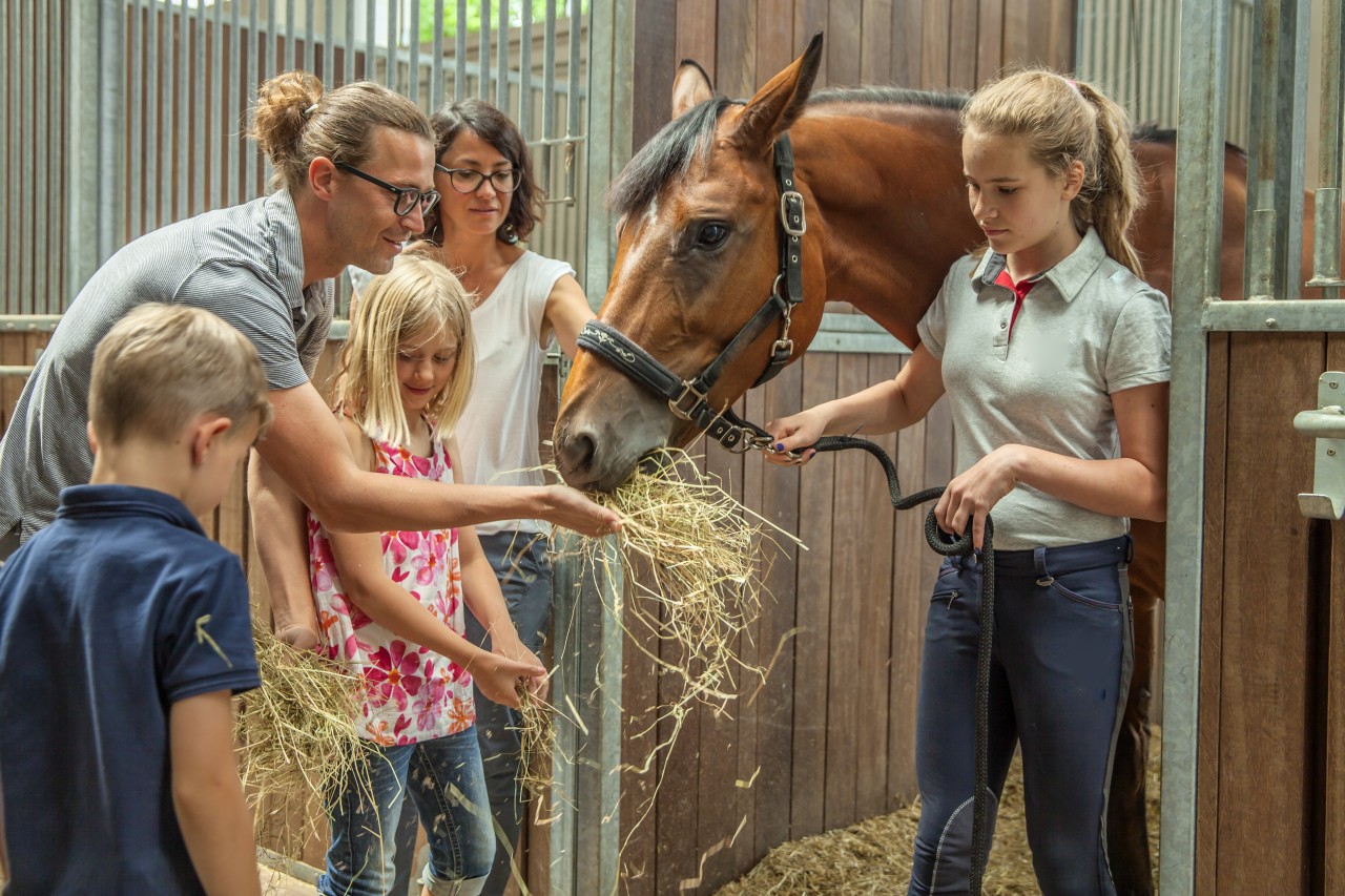 Seaton Hackney Stables